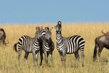 Fototapeta na wymiar A herd of Zebras grazing in the grasslands of Masai Mara National Reserve during a wildlife safari