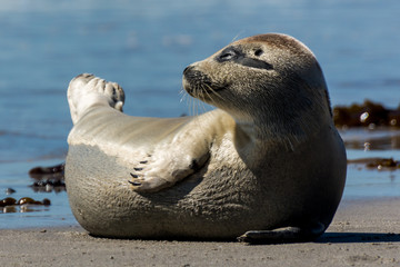 Seehund auf der Düne von Helgoland © Andreas