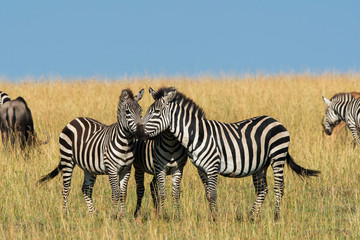 Obraz na płótnie Canvas A herd of Zebras grazing in the grasslands of Masai Mara National Reserve during a wildlife safari