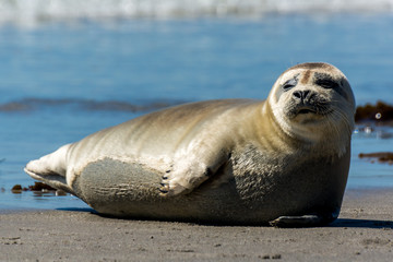 Obraz premium Seehund auf der Düne von Helgoland