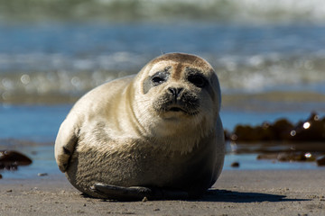 Seehund auf der Düne von Helgoland © Andreas