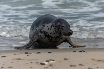 Seehund auf der Düne von Helgoland © Andreas