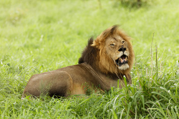 Alert open mouthed dark maned lion lying on grass 