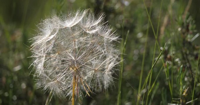 Salsify, Tragopogon pratensis, common name is Jack-go-to-bed-at-noon.. Also named  meadow salsify, showy goat's-beard or meadow goat's-beard.