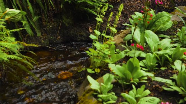 slow motion focus ull panning shot of small creek running through lush green garden