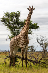 Giraffe in the Kruger National Park, South Africa 