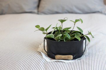pillows on bed with plant