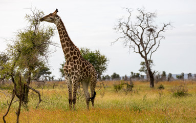 Naklejka na ściany i meble Giraffe in the Kruger National Park, South Africa 