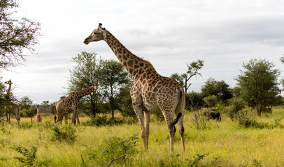 Giraffe in the Kruger National Park, South Africa 