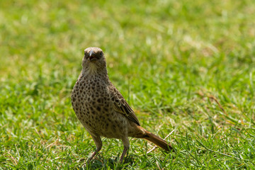 A lark resting on the ground in the grassland inside Masai Mara National Reserve during wildlife safari