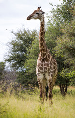 Giraffe in the Kruger National Park, South Africa 