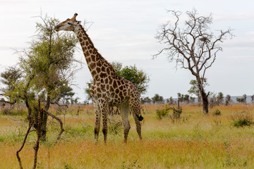 Giraffe in the Kruger National Park, South Africa 
