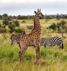 Giraffe in the Kruger National Park, South Africa 