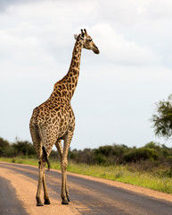 Giraffe in the Kruger National Park, South Africa 