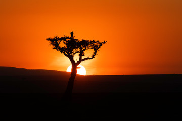 Fototapeta na wymiar A vulture sitting on top a tree with a beautiful sunrise in the background during a wildlife safari inside Masai Mara National Reserve