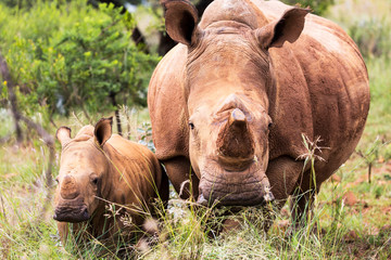 White Rhinoceros South Africa 