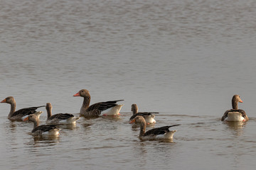Mehrere Graugänse schwimmen in der Ostsee