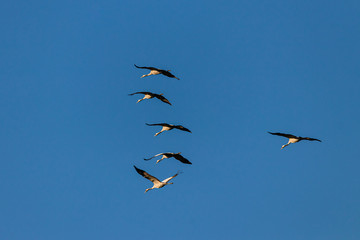 Mehrere Kraniche fliegen am blauen Himmel