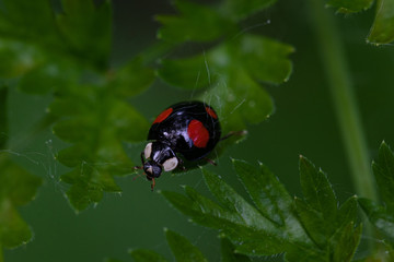 Schwarzer Marienkäfer mit roten Flecken