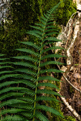 Zweig eines Waldfarns Nahaufnahme