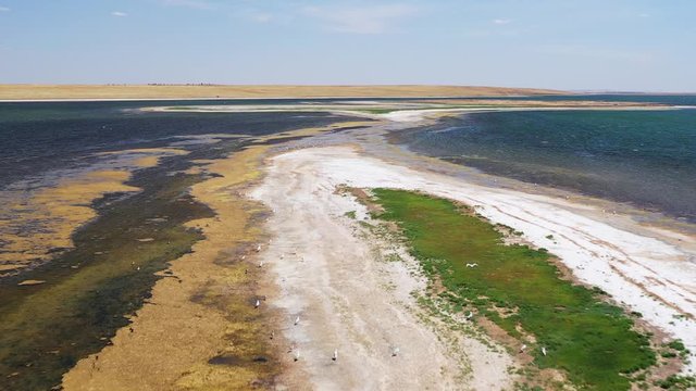 Seagulls in flight, salt lake, unusual landscape from above, wildlife of Russia