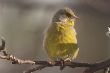 A Greenfinch Perched on a Tree in Spring