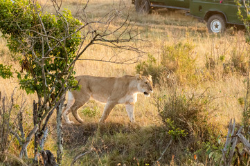 Lions pride belonging to bush pride enjoying a nice meal in the plains of africa inside Masai Mara National Reserve during a wildlife safari