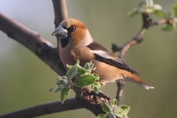 A Hawfinch Perched on a Branch in Spring