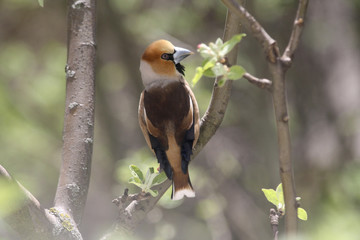 A Hawfinch Perched on a Branch in Spring