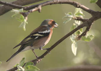 A Chaffinch Perched on a Branch in Spring