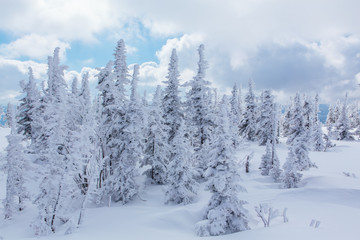 Beautiful winter landscape with snow covered trees and cloudy sky.