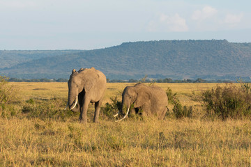 Fototapeta na wymiar A family of elephants grazing near a lone acacia tree in the plains of Africa inside Masai Mara National Reserve during a wildlife safari
