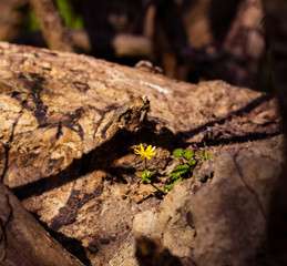 A small yellow flower growing out of an old tree stump in early spring in southern Sweden