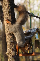 A Squirrel Eating from a Bird Feeder in a Park