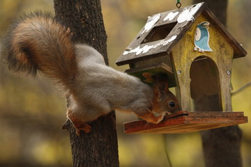 A Squirrel Eating from a Bird Feeder in a Park