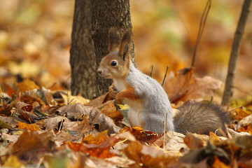 A Squirrel under a Tree Surrounded by Autumn Leaves