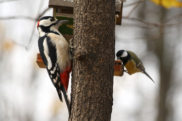 A Great Spotted Woodpecker and a Great Tit on a Tree