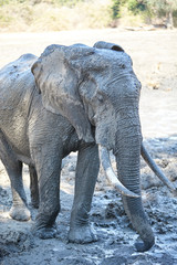 Fototapeta premium Elephant in Mana Pools National Park, Zimbabwe