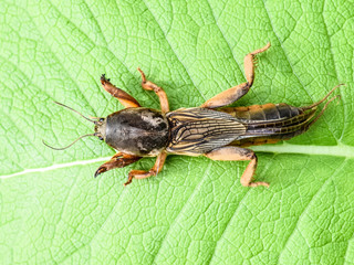 Gryllotalpa gryllotalpa On a piece of grass. Pest of garden plan