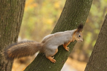 A Squirrel Climbing up a Tree in a Park