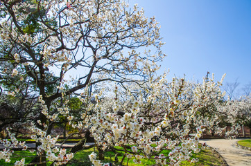 梅園に咲き誇る白梅