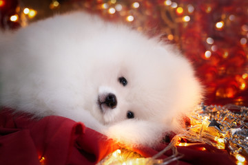 White Dog pomeranian portrait. Spitz Happy New Year, Spitz Christmas.
