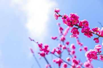 青空に映える梅の花