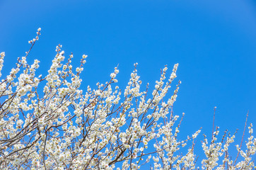 青空に映える梅の花