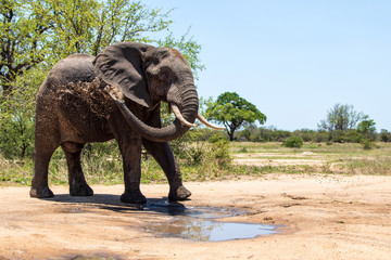 Elephant bull in the Kruger National Park in South Africa