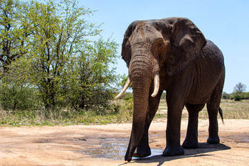 Elephant bull in the Kruger National Park in South Africa