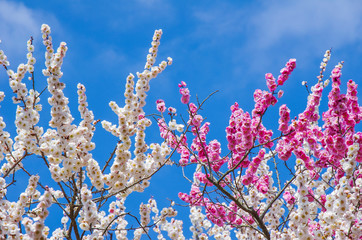 青空に映える梅の花