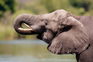 Elephant drinking in Lake Panic in the Kruger National Park in South Africa