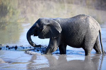 Fototapeta premium Elephant in Mana Pools National Park, Zimbabwe