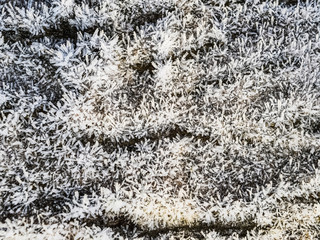 Hoarfrost on tree trunk surface